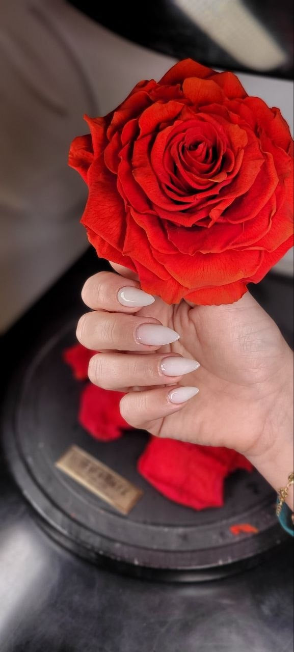 Milky white almond nails with a red rose at Kingdom of Beauty, Abu Dhabi